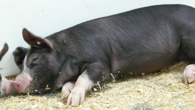 Berkshire - Le Porc Berkshire